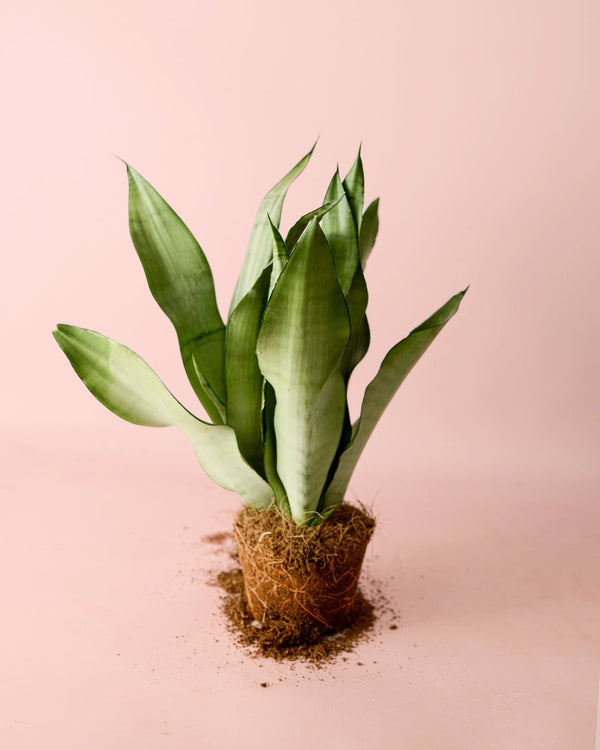 Cómo Cuidar Sansevieria Moonshine