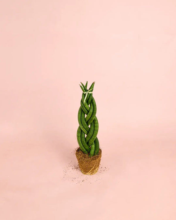Cómo Cuidar Sansevieria Cylindrica