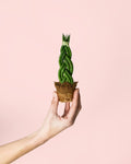 Sansevieria Trançada Mini