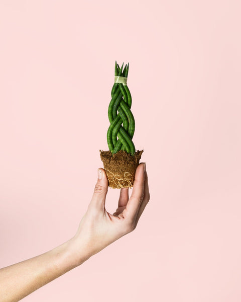 Sansevieria Trançada Mini