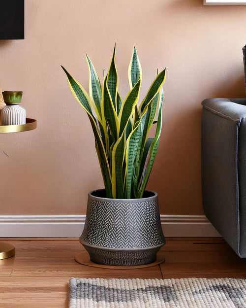 Sansevieria Trifasciata M - Pur Plant