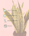 Sansevieria Trifasciata M - Pur Plant