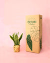 Sansevieria Trifasciata M - Pur Plant