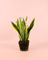 Sansevieria Trifasciata M - Pur Plant