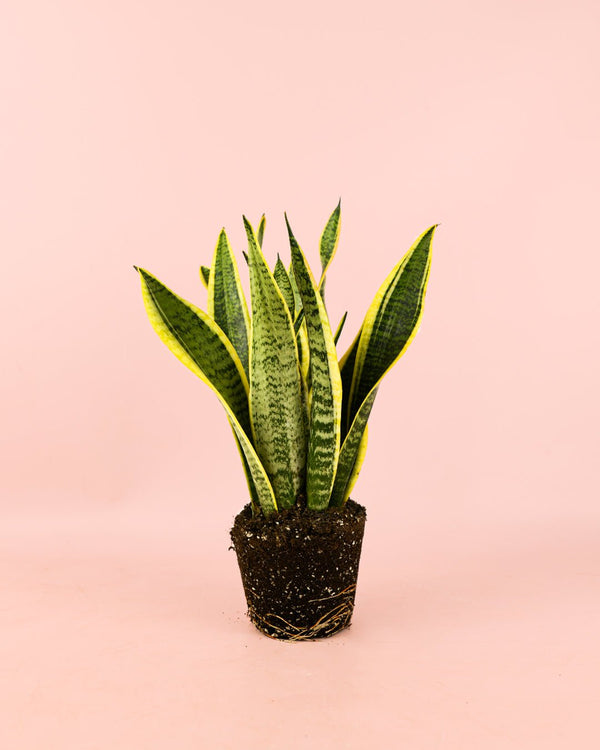 Cómo Cuidar Sansevieria Trifasciata