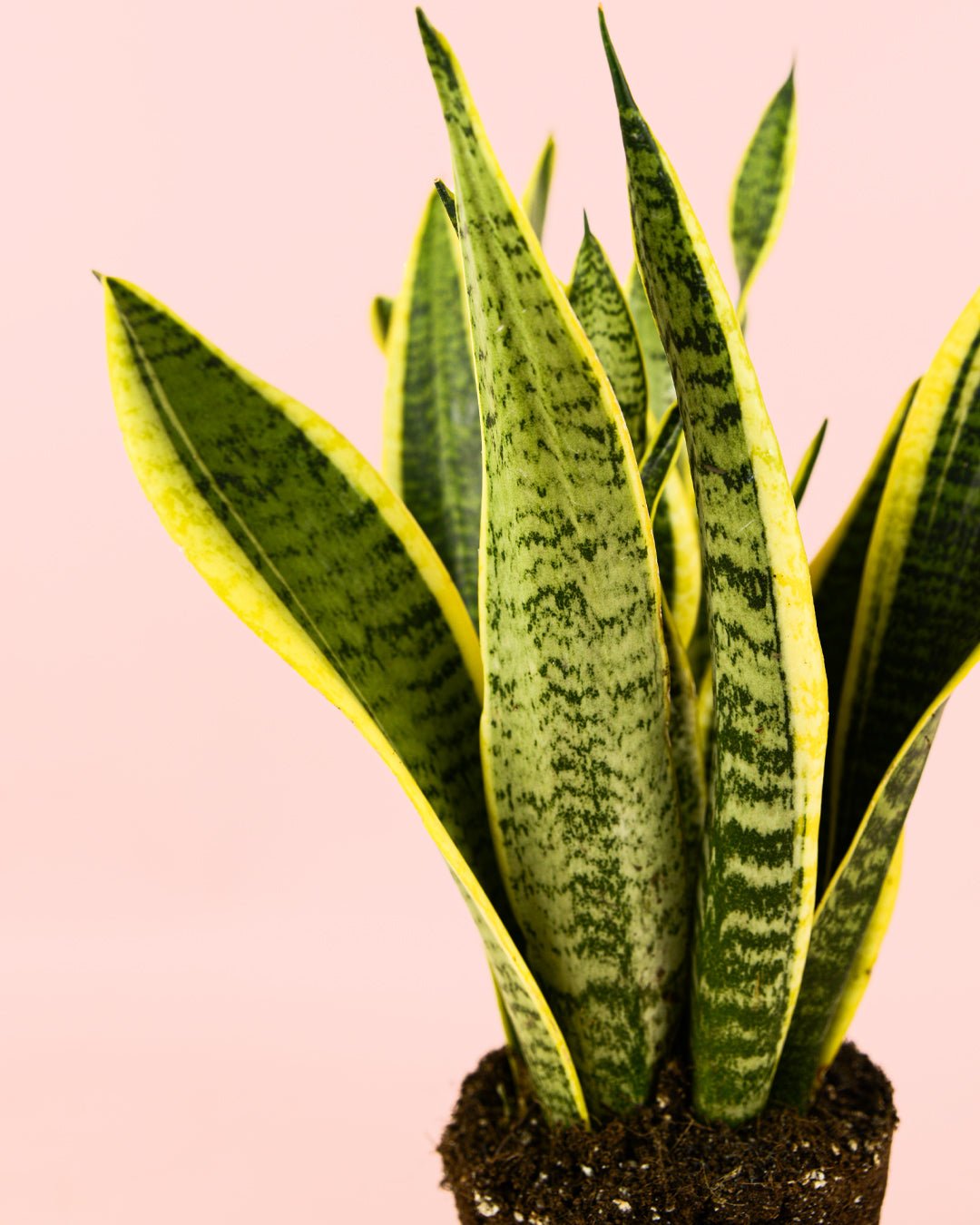 Sansevieria Trifasciata M - Pur Plant