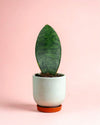 Sansevieria Trifasciata Victoria M - Pur Plant