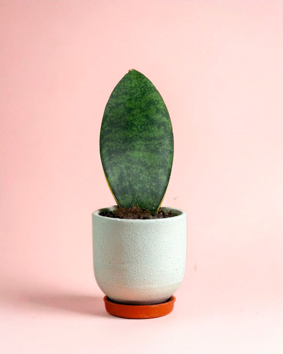 Sansevieria Trifasciata Victoria M - Pur Plant