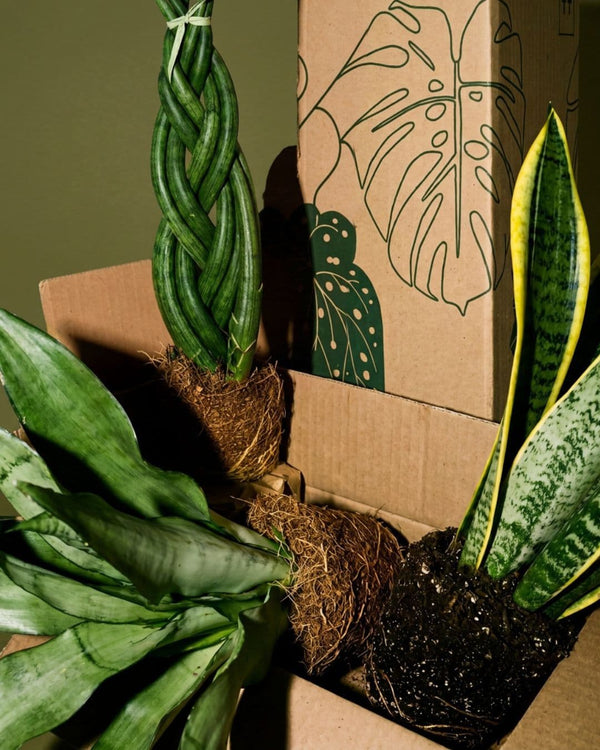 Black Sansevierias