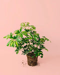 Schefflera Nora M
