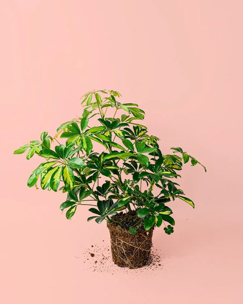Schefflera Nora M