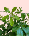 Schefflera Verde M - Pur Plant