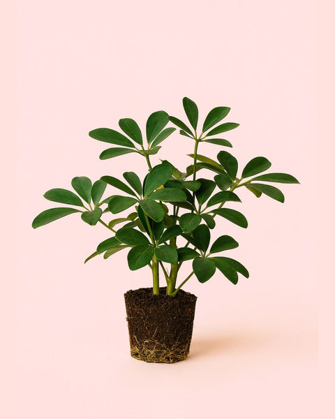 Schefflera Verde M