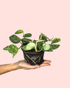 Scindapsus Pictus Argyraeus M - Pur Plant