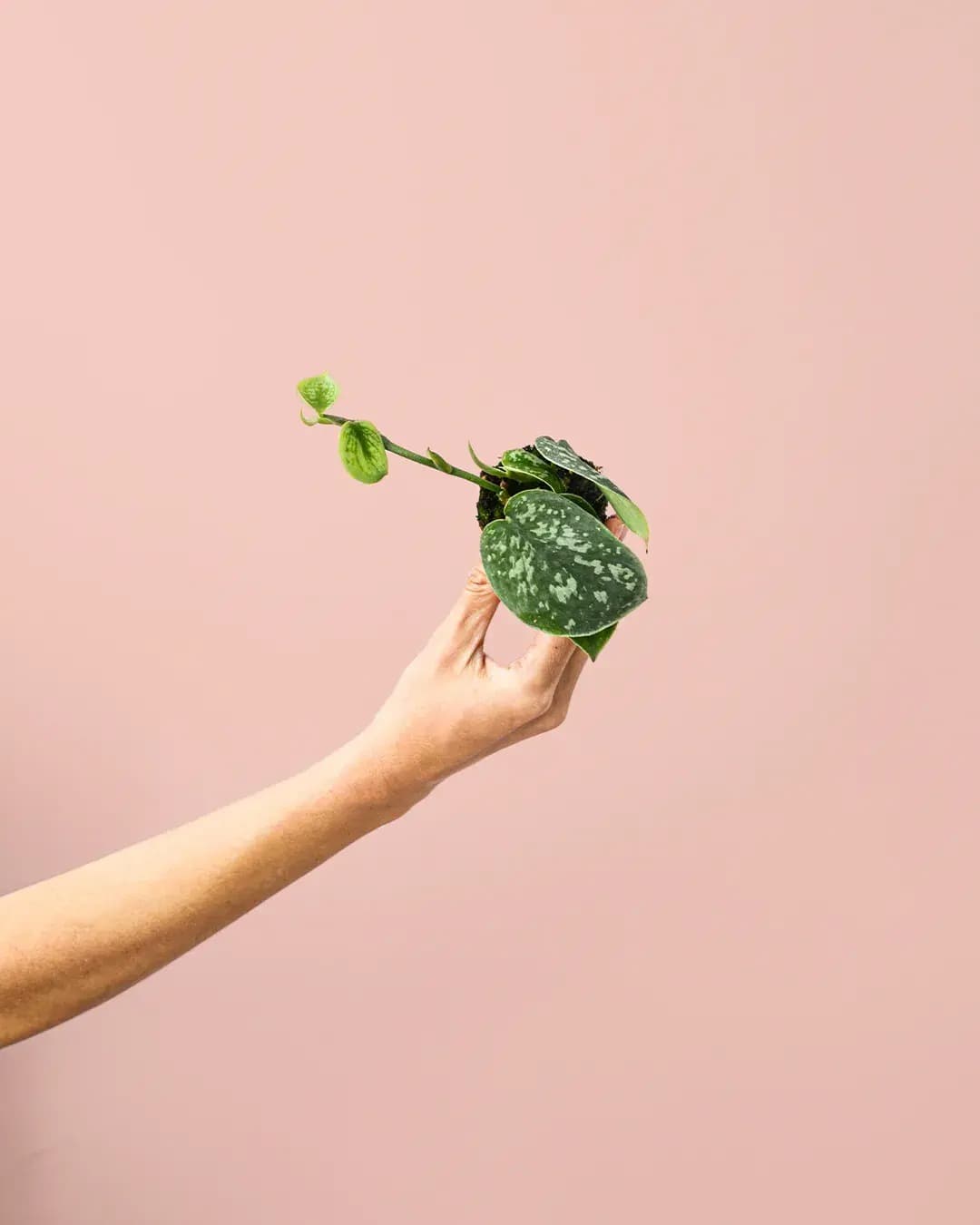 Scindapsus Pictus Mini - Pur Plant