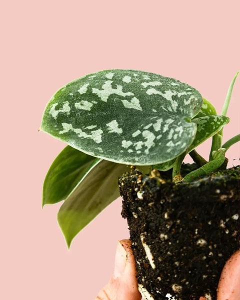 Scindapsus Pictus Mini