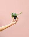 Scindapsus Pictus Mini - Pur Plant