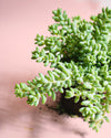 Sedum Burrito Mini - Pur Plant