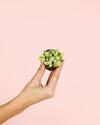 Sedum Burrito Mini - Pur Plant