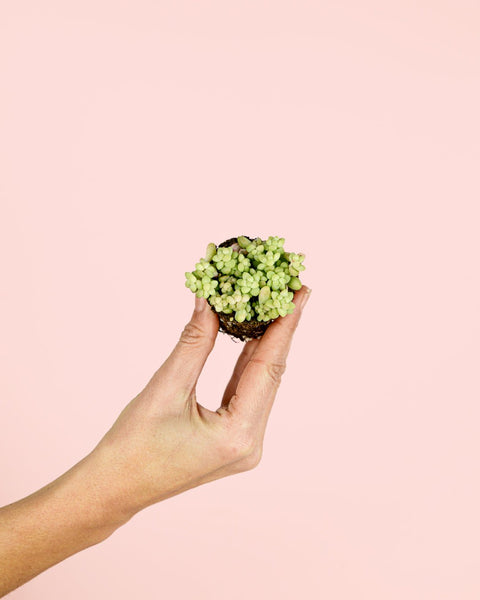 Sedum Burrito Mini