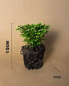 Selaginella Martensii - Helecho de Reno - Pur Plant