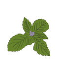 Sementes de Manjericão de Canela