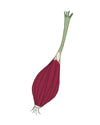 Semillas de Cebolla Rosa de Florencia - Pur Plant
