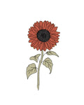 Sementes de Girassol Velvet Queen
