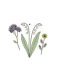Sementes de Mistura de Flores para Abelhas