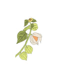 Sementes de Physalis
