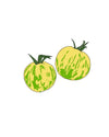 Semillas de Tomate Green Zebra - Pur Plant