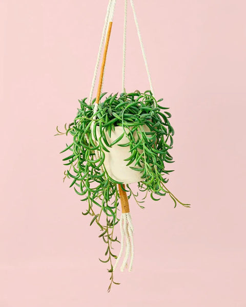 Senecio Banana M