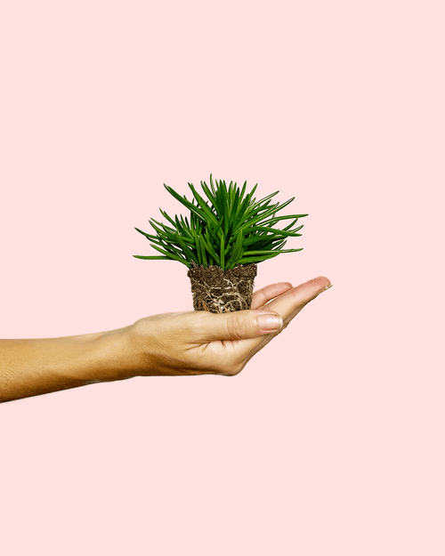 Senecio Himalaya Mini - Pur Plant