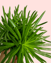 Senecio Himalaya Mini - Pur Plant