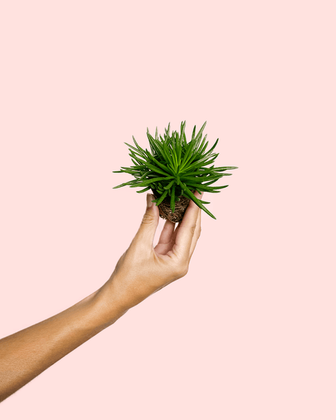 Senecio Himalaya Mini