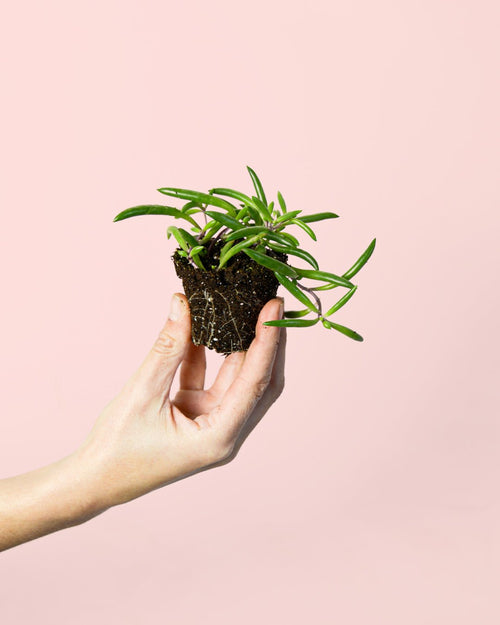 Senecio Purple Flush Mini - Pur Plant