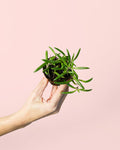 Senecio Purple Flush Mini