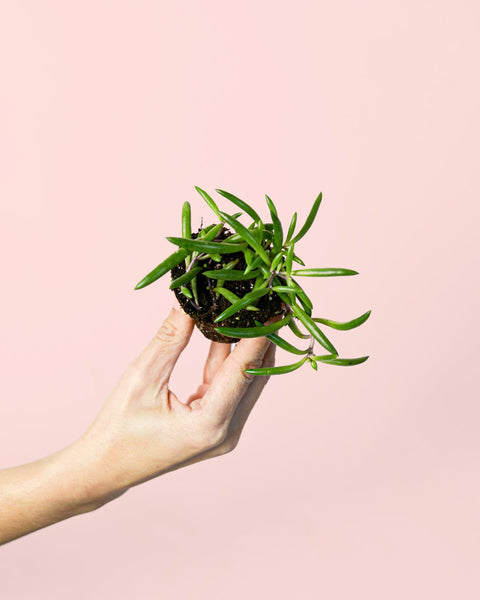 Senecio Purple Flush Mini