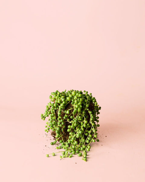 Senecio Rowleyanus M