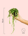Senecio Rowleyanus Mini - Pur Plant