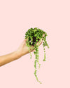 Senecio Rowleyanus Mini - Pur Plant