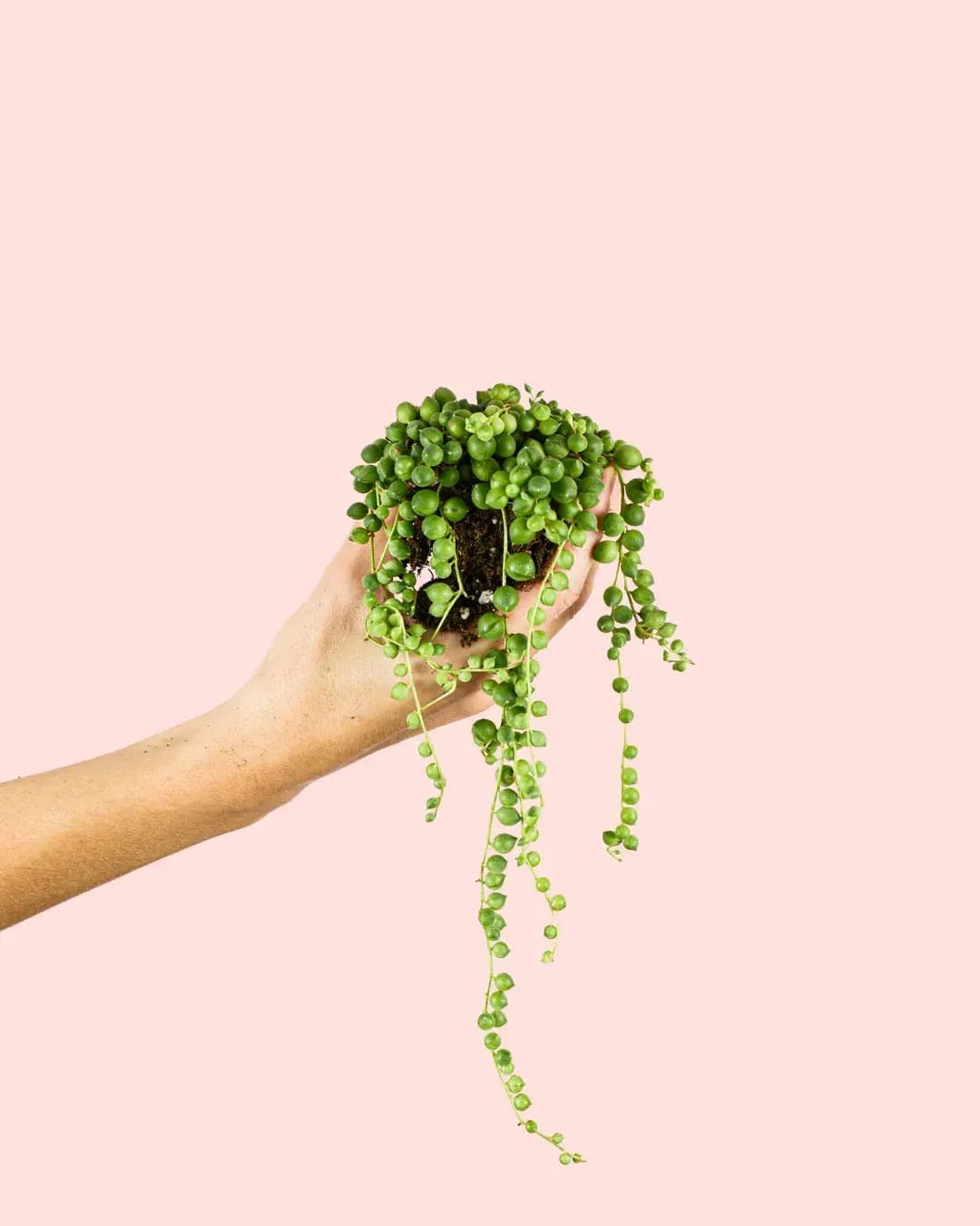 Senecio Rowleyanus Mini - Pur Plant