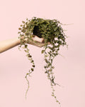 Solanum Evolvulifolium M