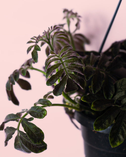 Solanum Uleanum M - Pur Plant