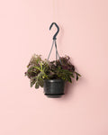 Solanum Uleanum M