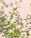 Sophora Prostrata - Pur Plant