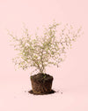 Sophora Prostrata - Pur Plant