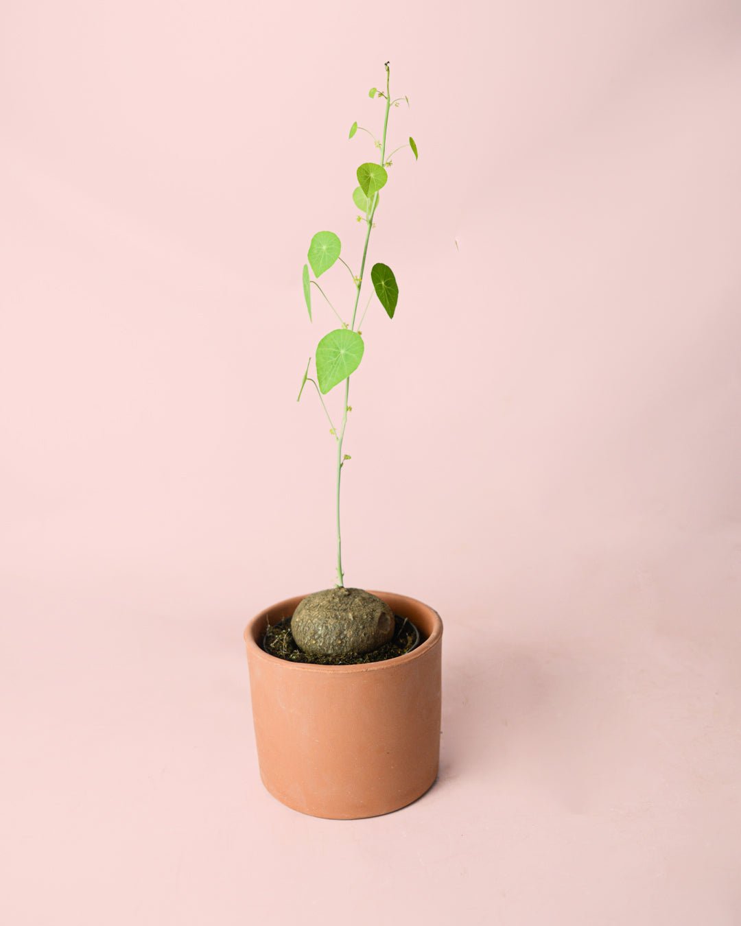 Stephania Erecta (bulbos con esquejes) - Pur Plant