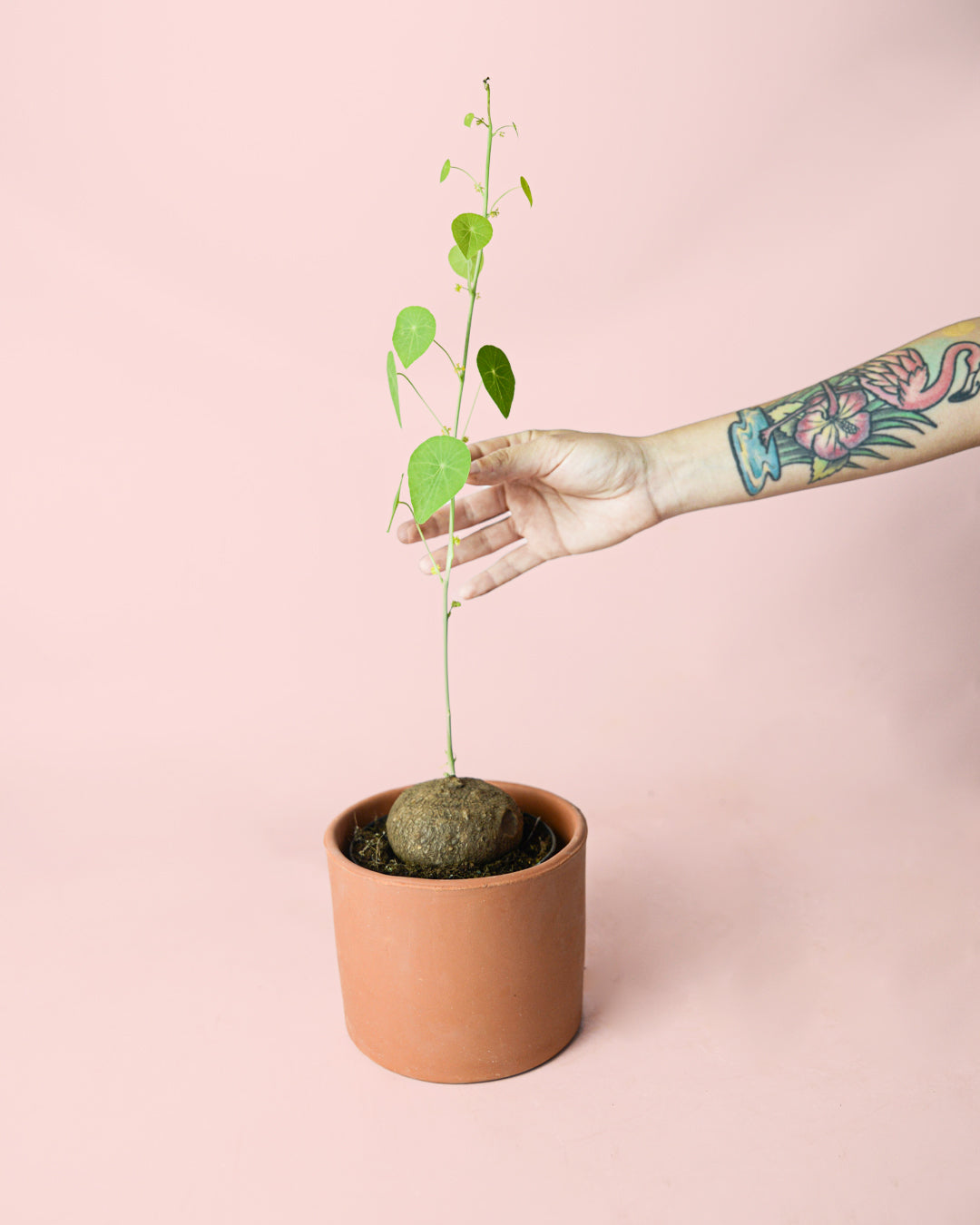 stephania-erecta-planta_bulbo