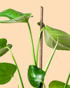 Stick Tutor Biodegradable 50 cm - Pur Plant